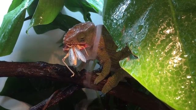 Calumma globifer feeding смотреть онлайн