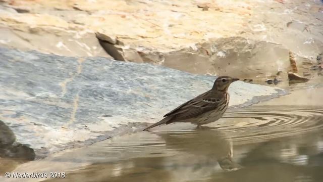 Boompieper / Tree Pipit / Anthus trivialis @ Nivoliers, Causse Méjean FRA 25-05-2018 смотреть онлайн