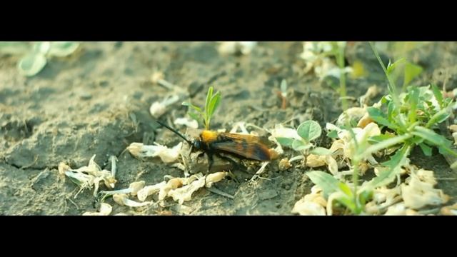 tőrösdarázs смотреть онлайн