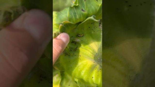 Применение препарата Хардкор 22.08.2024