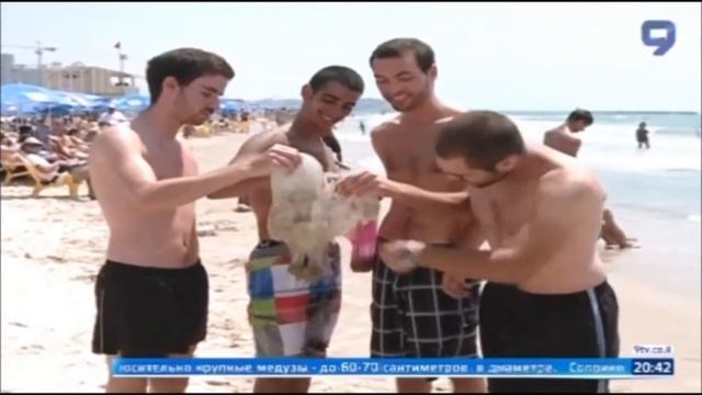 Jellyfish in Israeli coast смотреть онлайн
