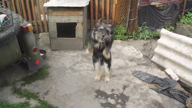 Собачий танец смотреть онлайн