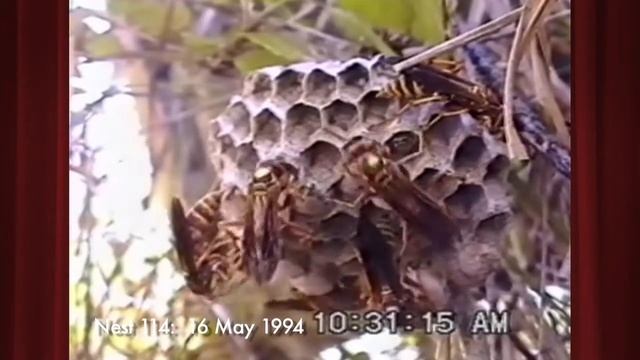 Polistes bellicosus n114 on 16 May 1994 1 of 3 смотреть онлайн