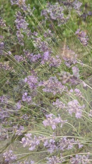 Языкан обыкновенный - насекомое колибри. #природа #июнь #2024 смотреть онлайн