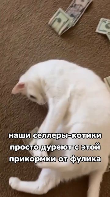 котик дуреет