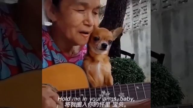 Бабушка красиво поёт #fyp #собака #милыеживотные #люстратв смотреть онлайн