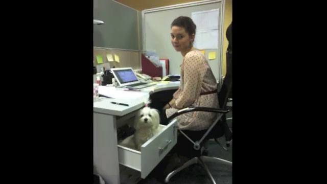 Fifi the funny crazy Maltese doggy смотреть онлайн