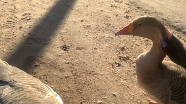 гуси лебеди