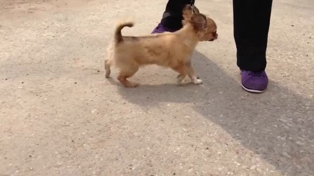 Очаровательная девочка чихуахуа смотреть онлайн