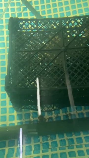 Малёк креветки Розенберга смотреть онлайн