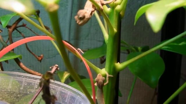 Trioceros hoehnelii, Helmchamäleon смотреть онлайн