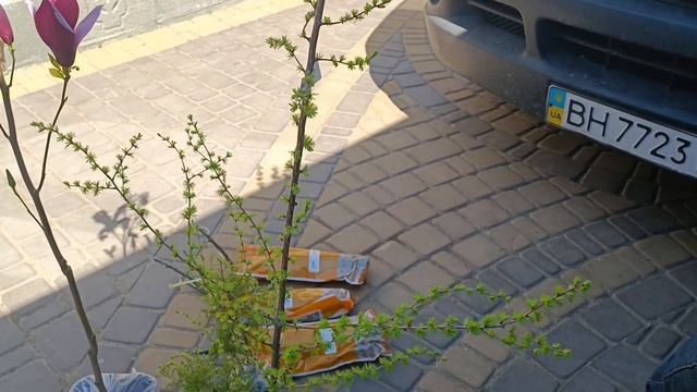 Довгоочікувана посилка від Бережнюків.А МАГНОЛІЯ -СУПЕР. смотреть онлайн