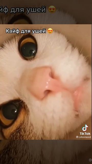 ролик из Тик-тока (любопытные мохнатки) "не мой" смотреть онлайн