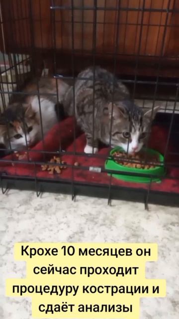 Котик ищет дом