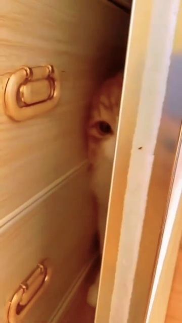 OMG😱 || 32K Cat's😸 Animals Video || Cute And Funny Cat🙀 Video #128 || Angel Animals || #shorts смотреть онлайн