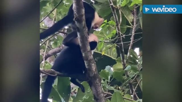 The Wildlife of the Osa Peninsula of Costa смотреть онлайн