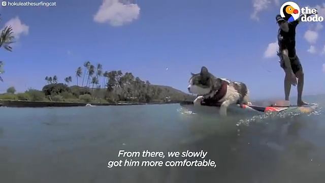 Котик любит сёрфить на Гавайях