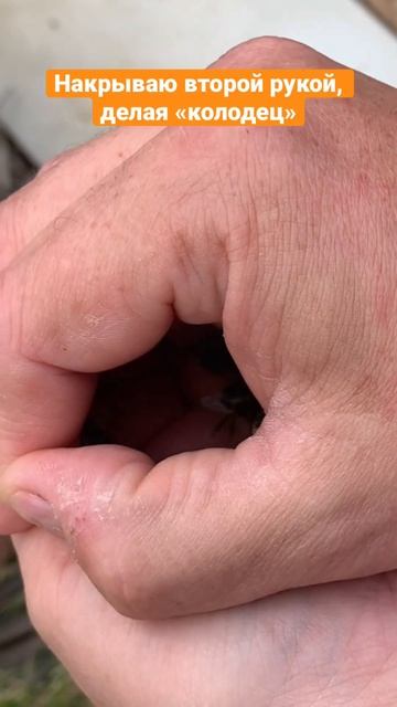 Спасение пчёл 🐝 #shortvideo #bee #пчёлы #пчела смотреть онлайн