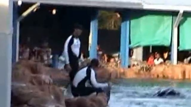 Dine with Shamu: SeaWorld Orlando 2003 - Unforgettable Dining Experience! смотреть онлайн