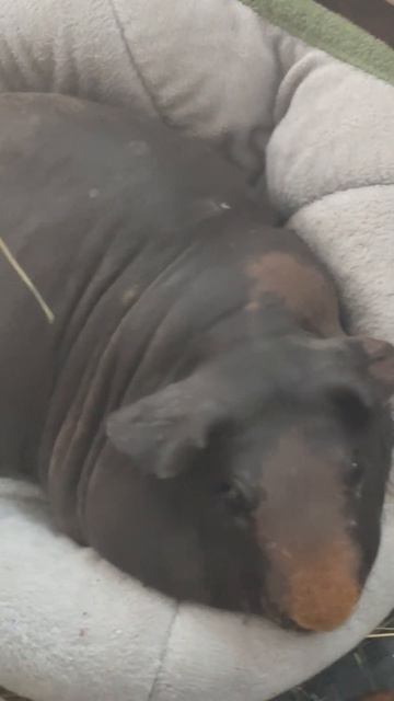 Кузьма медитирует #домашниеживотные #животные #забавныеживотные #морскиесвинки #лысые #экзоты #ням смотреть онлайн