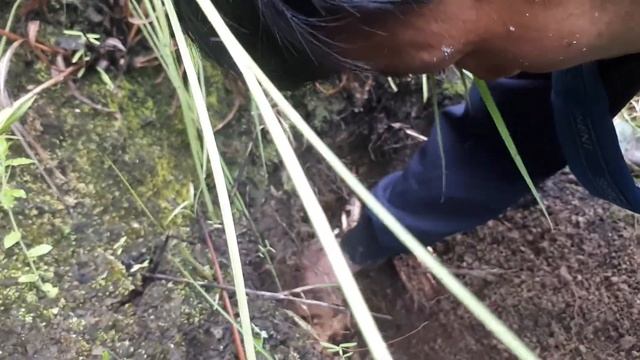 harvesting giant hornet bee in village... смотреть онлайн