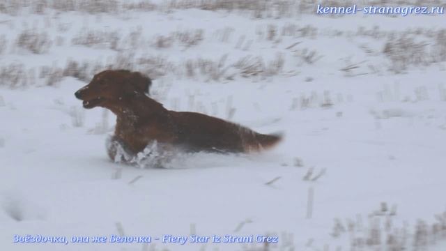 Зимние забавы 2025 - таксы Из Страны Грёз смотреть онлайн