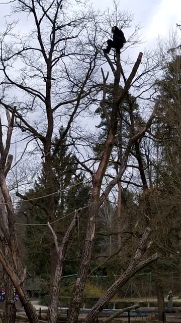 Nomascus gabriellae - duet смотреть онлайн