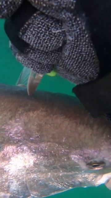 Wrangling in a California White Seabass #spearfishing #freediving #freediving #spearolife #pathos смотреть онлайн