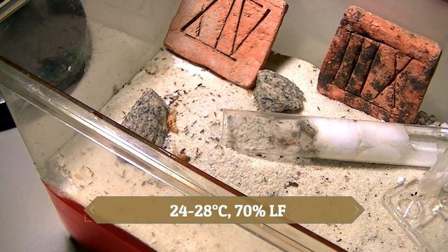 Schnellst entwickelnde Ameisenart? | Pheidole megacephala Vorstellung смотреть онлайн