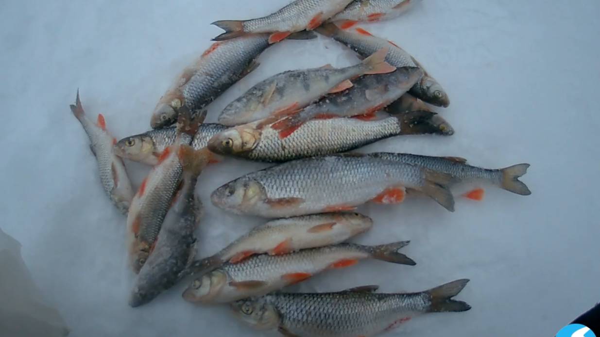 Зимняя рыбалка с кормушкой на реке. Февраль 2025г. смотреть онлайн