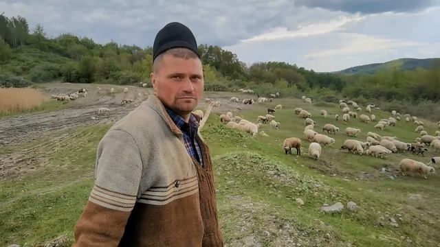 Ursu i-a mâncat 20 de oi. Baci cu peste 700 de mioare, relatări din viața de la stână смотреть онлайн