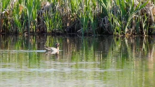 Knekkand Garganey Чирок-трескунок Sarcelle d'été Cerceta carretona Knäkente シマアジ p900 смотреть онлайн