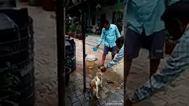 Xxx video doog смотреть онлайн