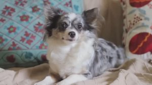 Моё детство чихуахуа Софи — трогательные моменты! 💕🐕