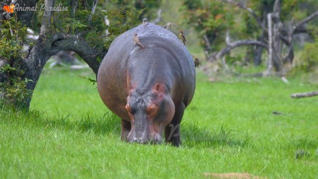 Cute herbivores: cow, elephant, horse, hippo, sheep, goat - animal sounds смотреть онлайн