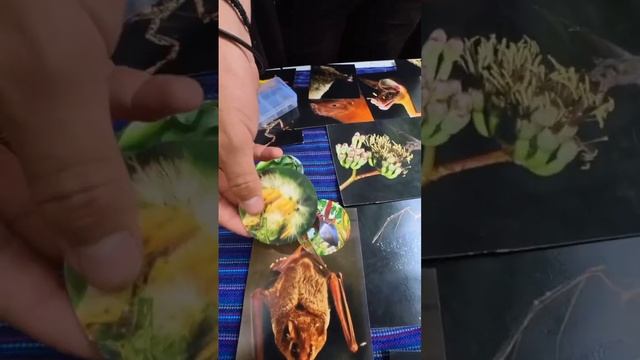 ¿Son importantes los murciélagos? 🦇 смотреть онлайн