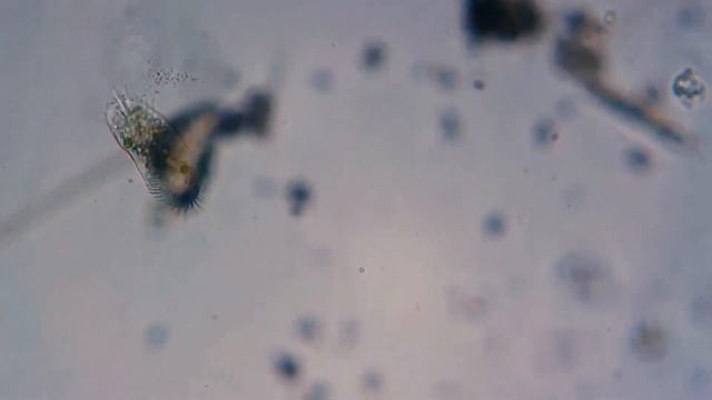 Oxytricha смотреть онлайн