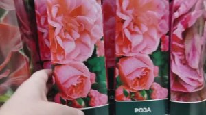 Новые розы в Леруа Мерлен. 2025. Февраль. В Лемана Про завезли совершенно новые розы