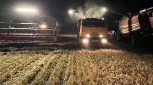 Молотим чечевицу и пшеницу