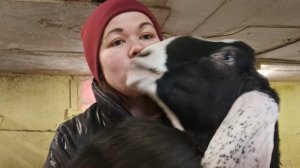 Переработка молока в нашем подворье)