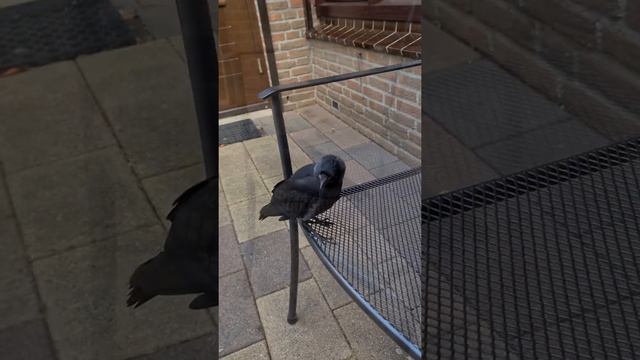 УЗНАЁМ ДРУГ ДРУГА БЛИЖЕ/день 3й/#ручнаягалка #врановыептицы #домашнийвлог смотреть онлайн