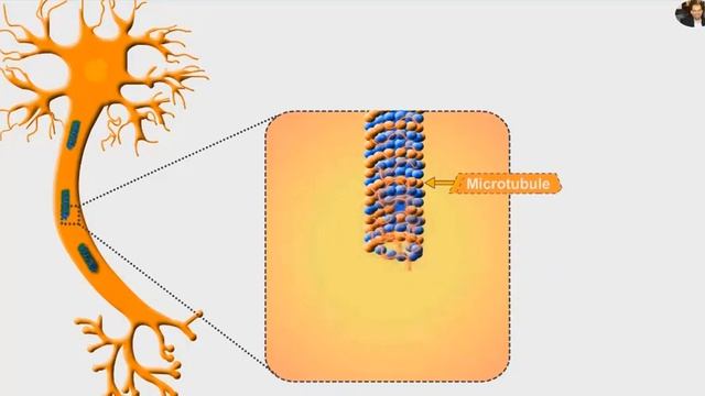 Neurofibrillary tangles and Tau protein (Alzheimer) смотреть онлайн