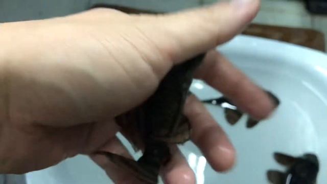 L397 Pleco смотреть онлайн