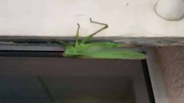 Коник стрибунець в Львові смотреть онлайн