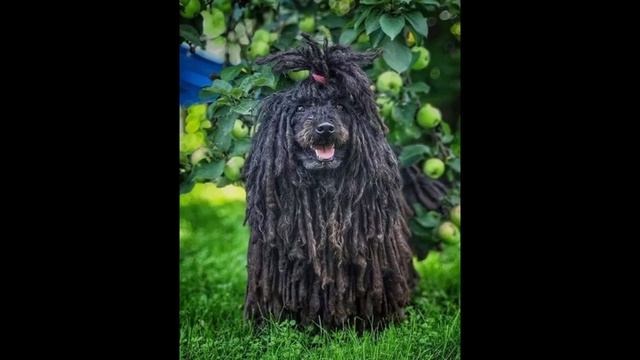 Maupassant - Mademoiselle Cocotte смотреть онлайн