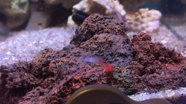 Live Molting Opae Ula (Alpha) Metabetaeus Lohena Hawaiian Shrimp Molting in Action смотреть онлайн