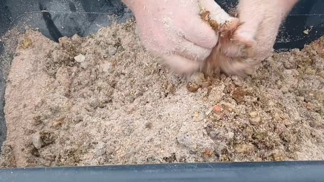 САМЫЙ ПОЛЕЗНЫЙ КАЛЬЦИЙ ДЛЯ КУР!!! 13.02.2025 год. смотреть онлайн