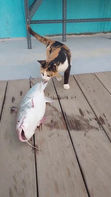 Amaizing Cat Catching Catfish..#viralshorts #amazing #trendshort смотреть онлайн