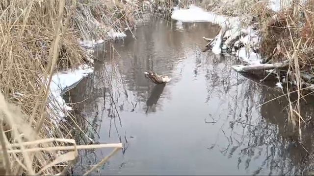 Завораживающий звук ручья смотреть онлайн