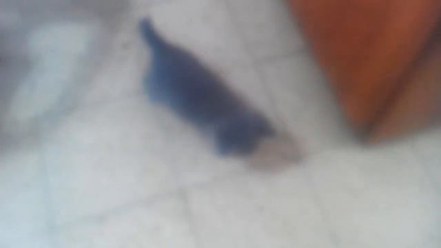 Кошачий друг часть 1 смотреть онлайн